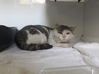 Fundkater vom 18.06.2021