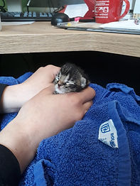 Verlassenes Katzenbaby von der Insel Neuwerk gerettet