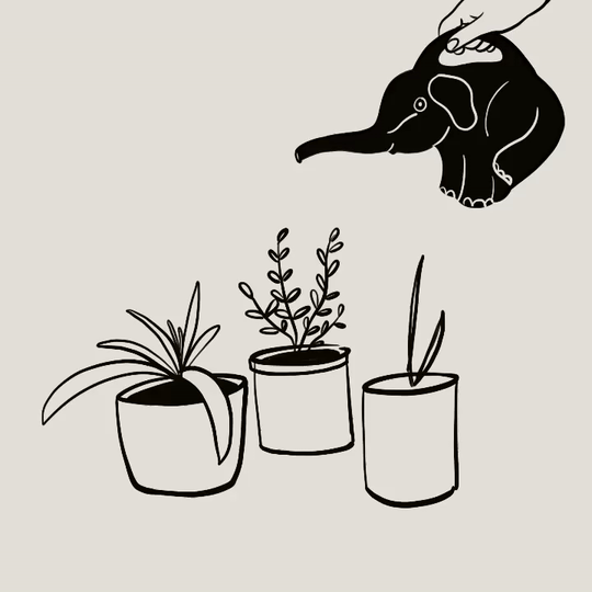 Watering plants