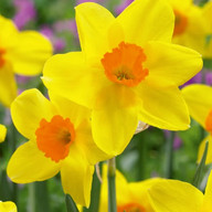 Daffodils