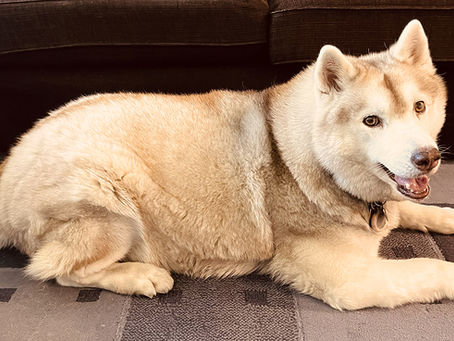 Budget friendly enrichment ideas for your dog