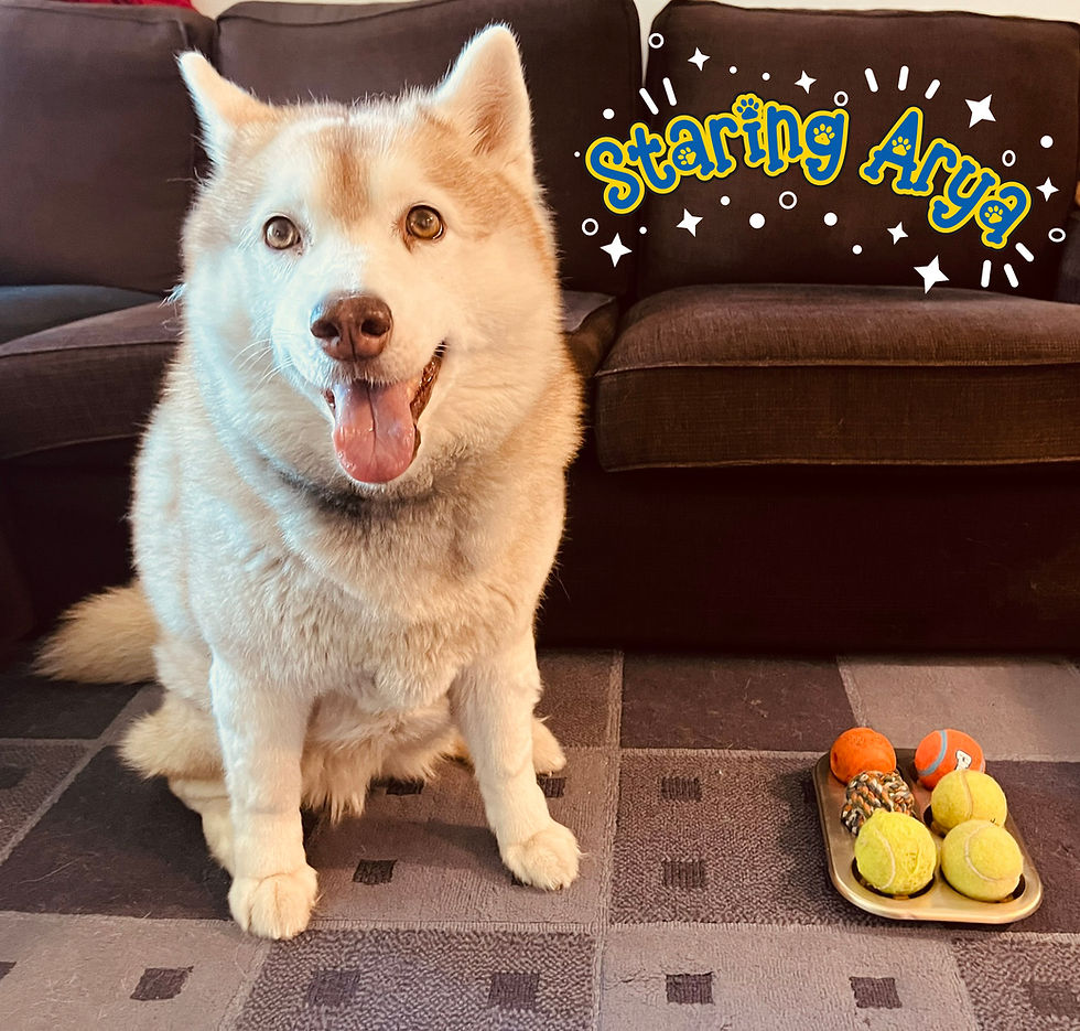 Budget friendly enrichment ideas for your dog