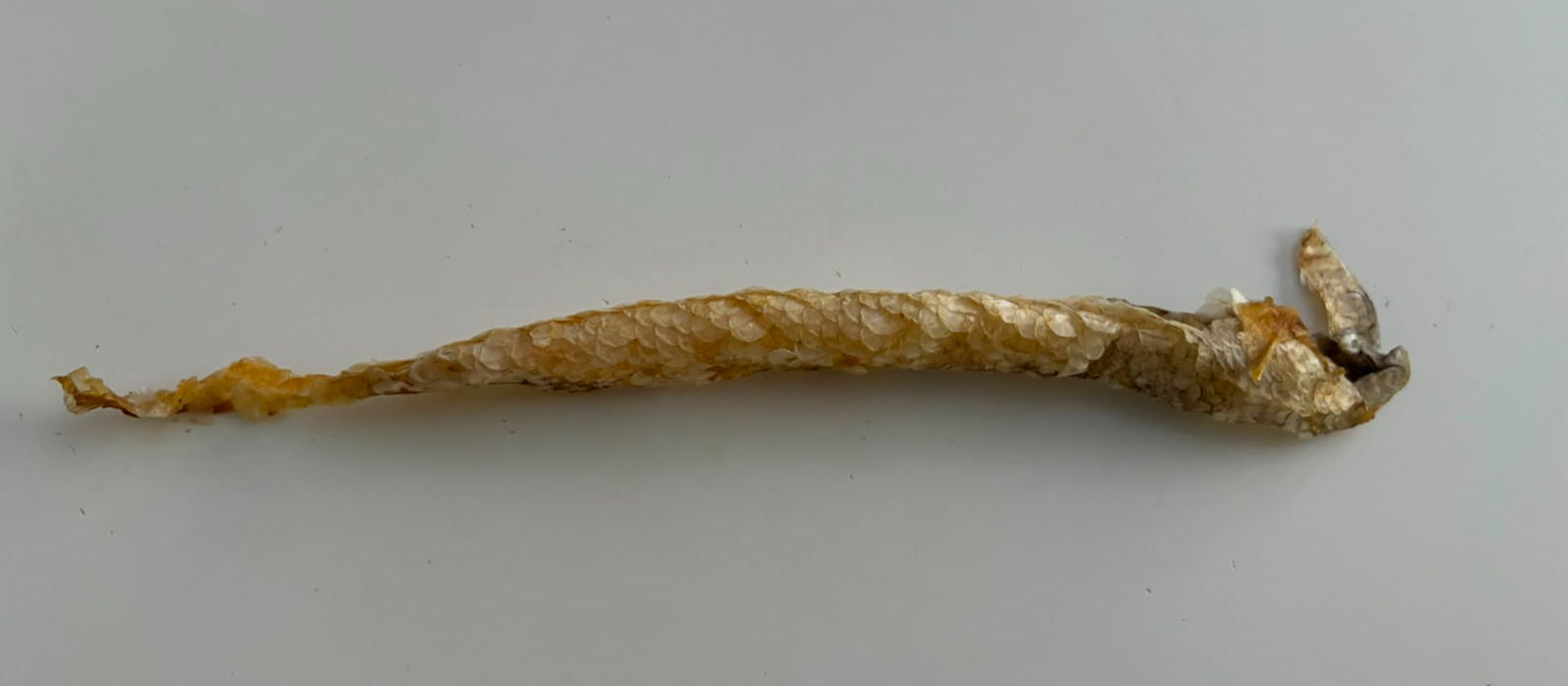 Rotbarschrolle Stück