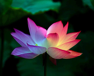 lotus-flower-5151674_1280.jpg