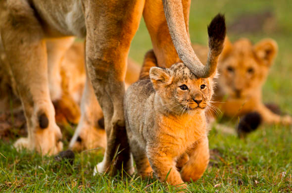 Karen Blixen Camp Kenya