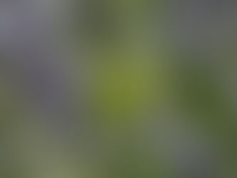 ¿Por qué las mariposas son importantes?