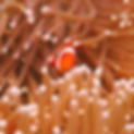 diving-indonesia-ClownFish.jpg