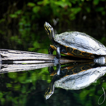 Silver Springs, 
Jade Cave