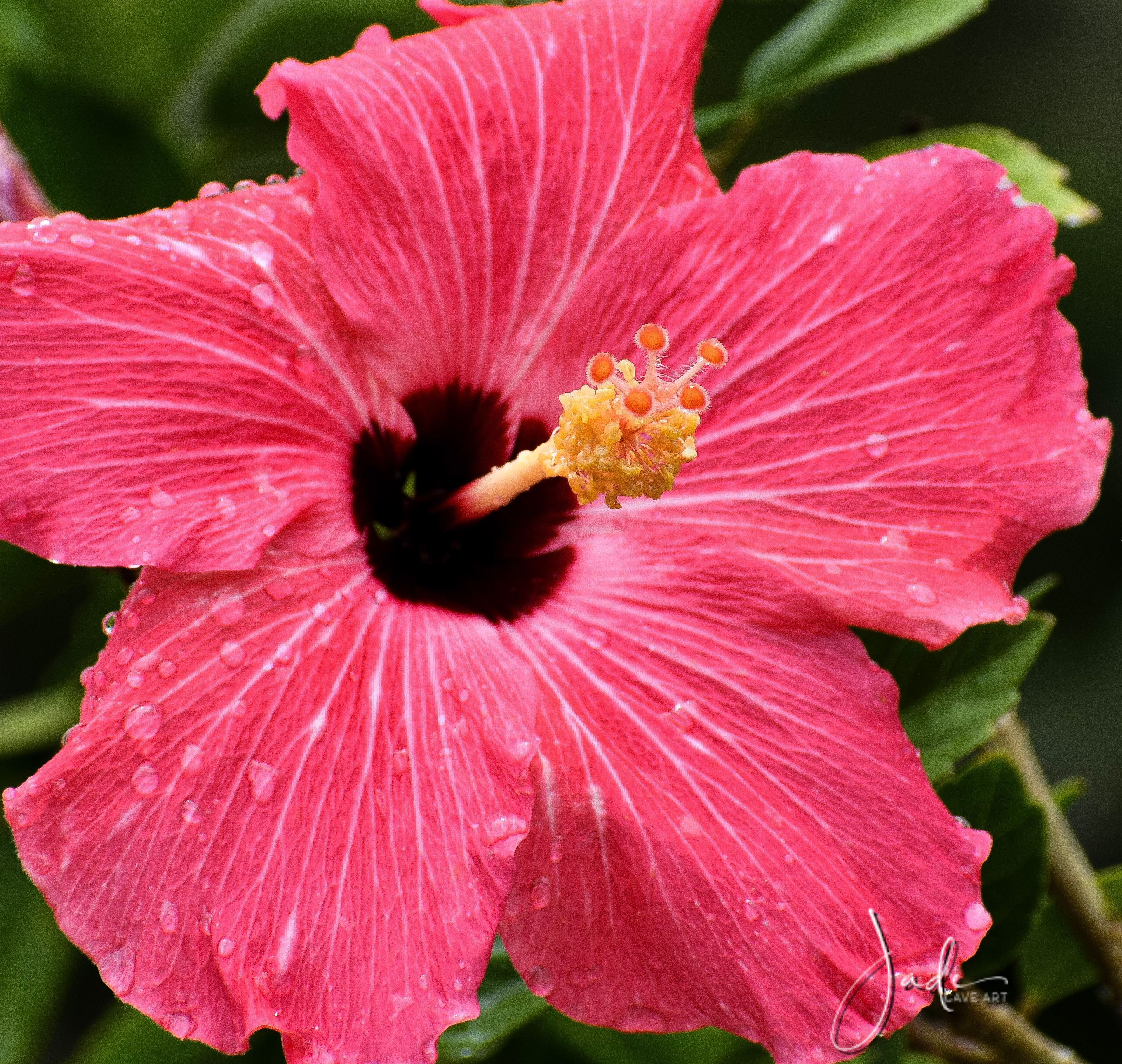 Silver Springs Beauty. Canvas Framed 24x16