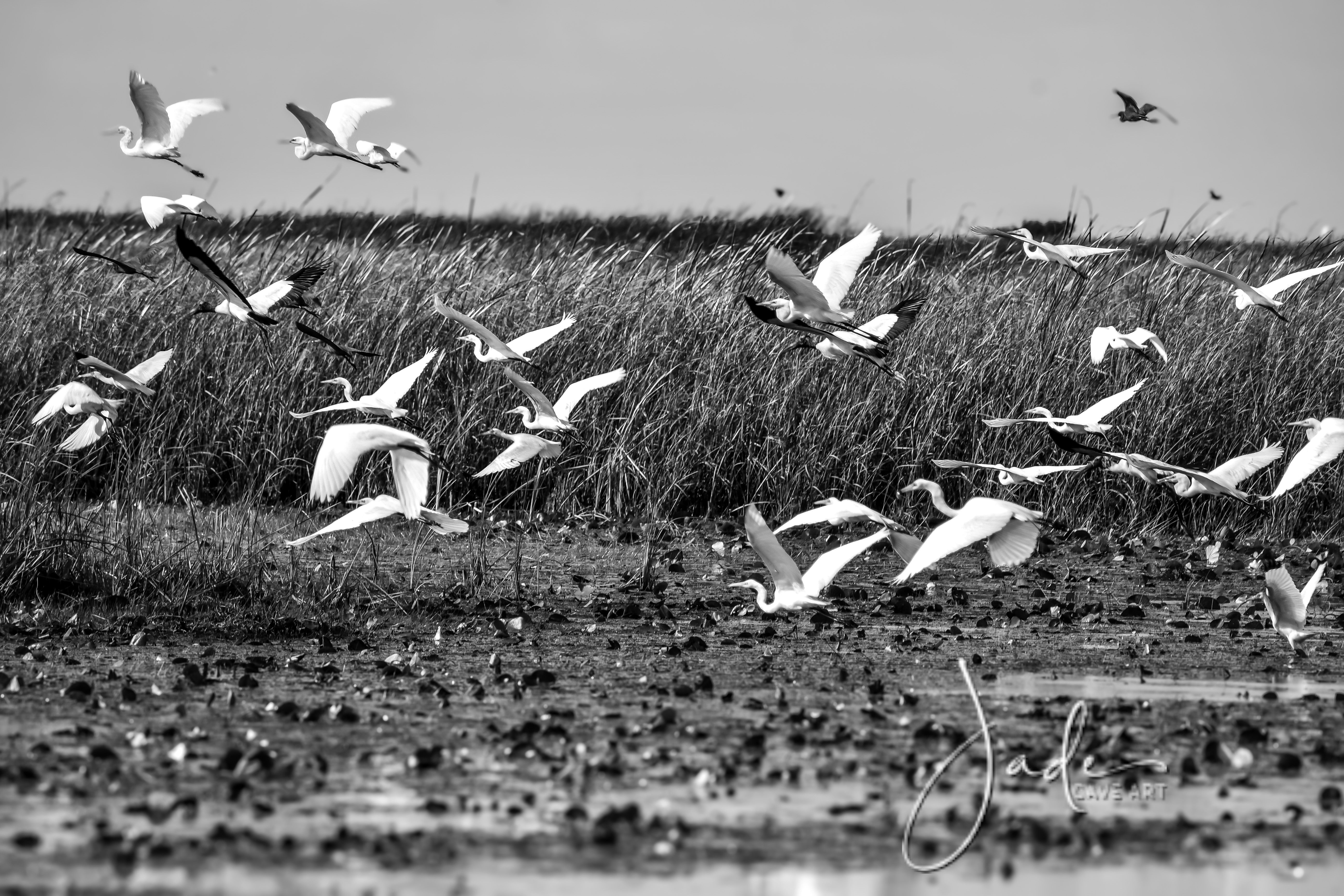 Taking Flight, "Glades on glass collection"