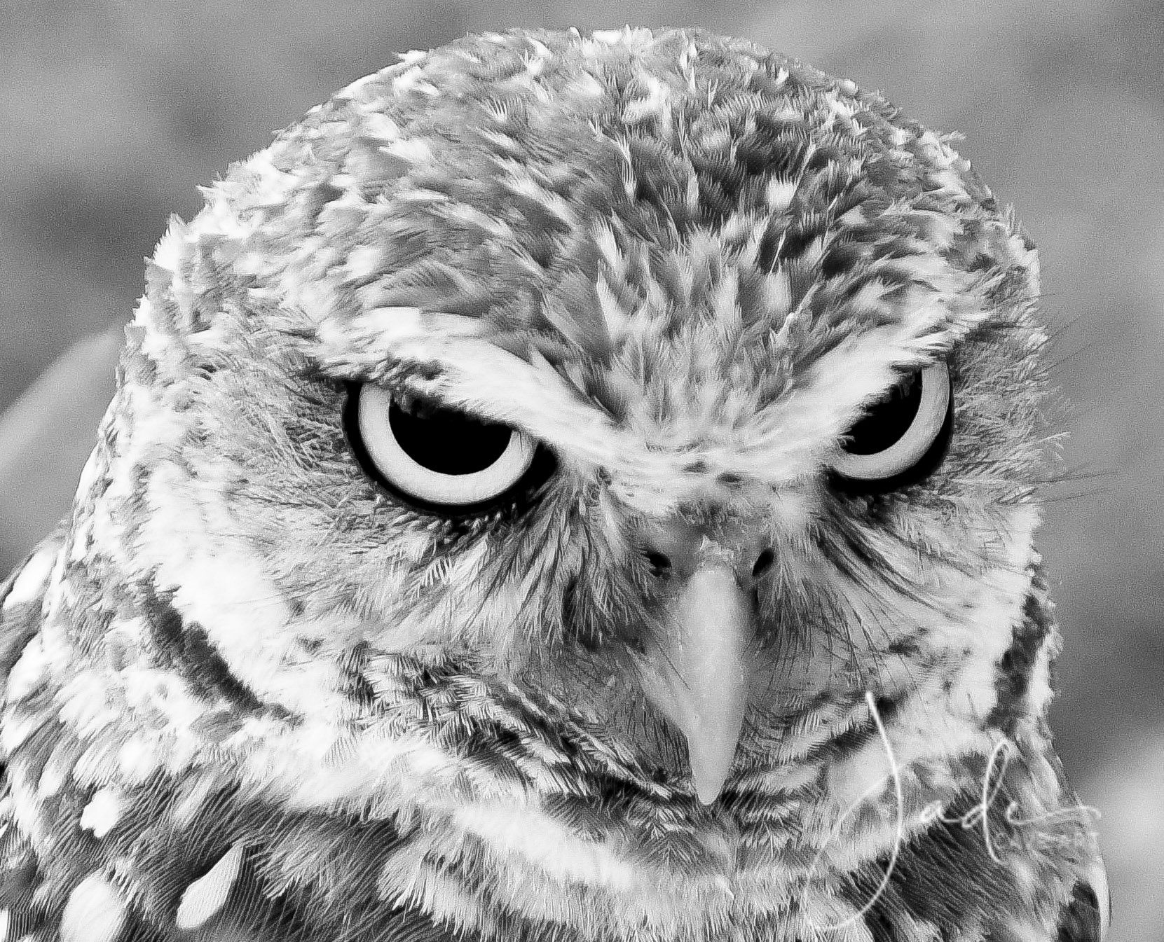 Owl Believe It Glass