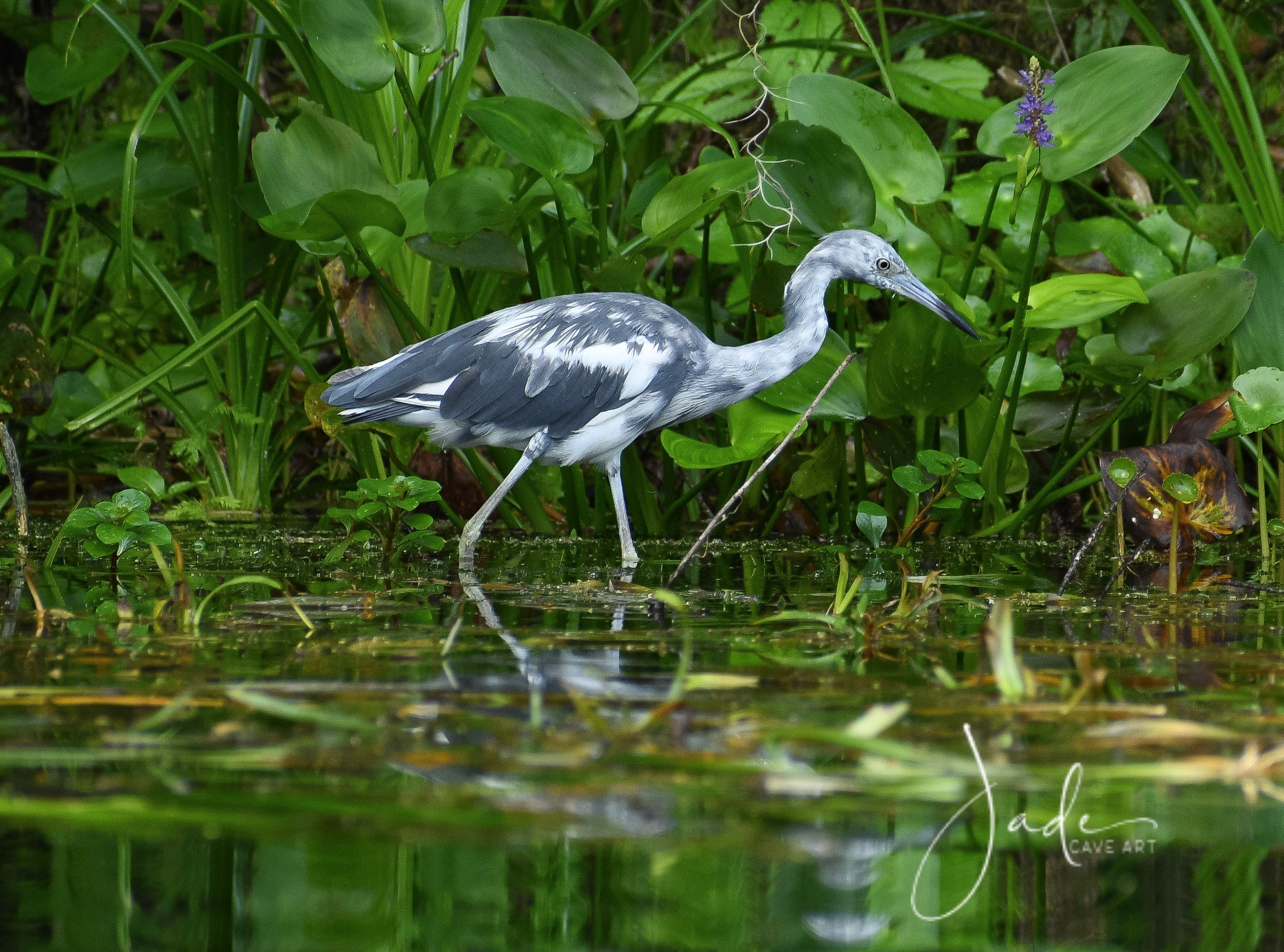 Silver Springs Walk With Nature print 11x14