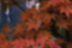 banner-services.jpg