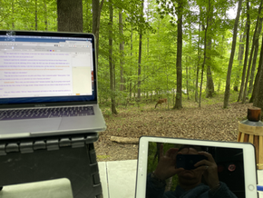 writing session in worlds with deer