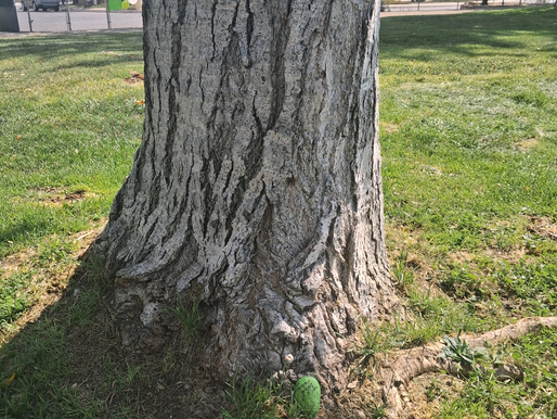 Rock 3572 - Found by Lisa Haynes Park, Rio Rancho, NM