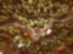 forest-path-aerial
