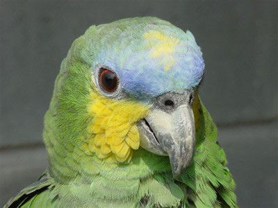 Thumbnail: Papagaio-do-mangue