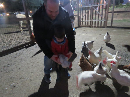 Digging for potatoes