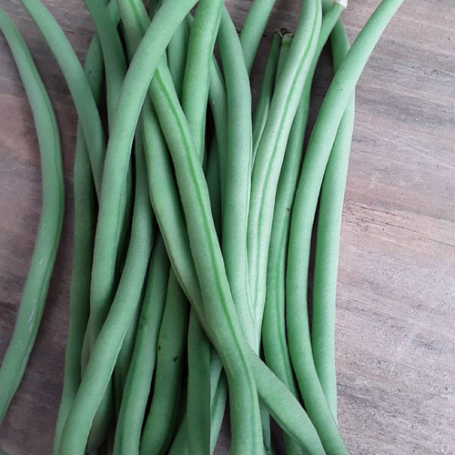 Fresh Bush Bean Maxibel matchboxgardenseed