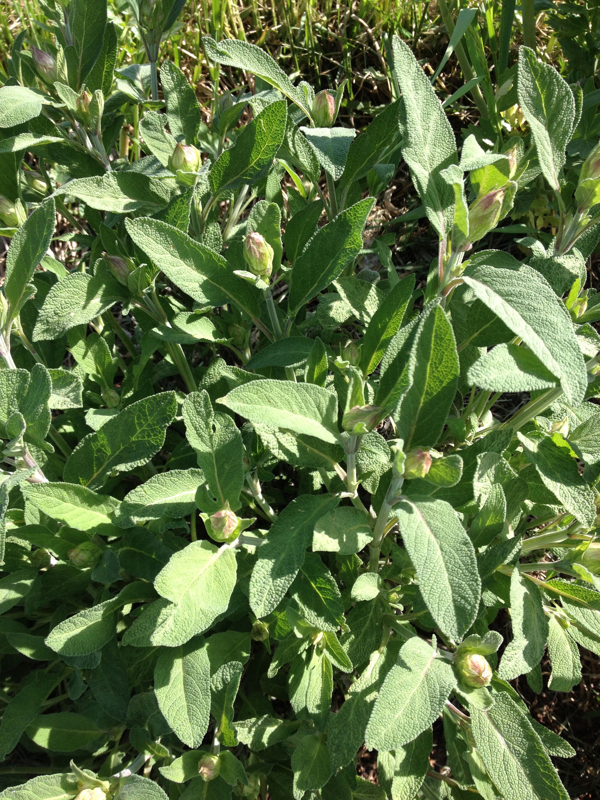 Sage - Common Garden