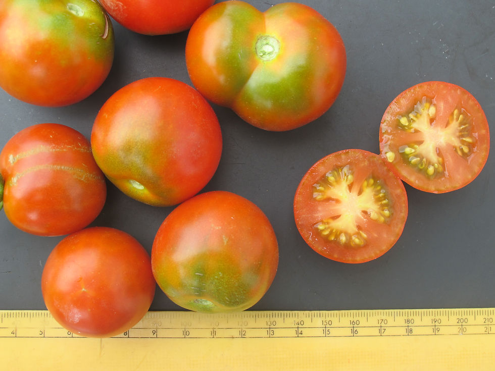 Thumbnail: Salad - Stupice