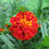 Thumbnail: Marigold - Spanish Brocade