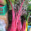 Thumbnail: Rhubarb Red