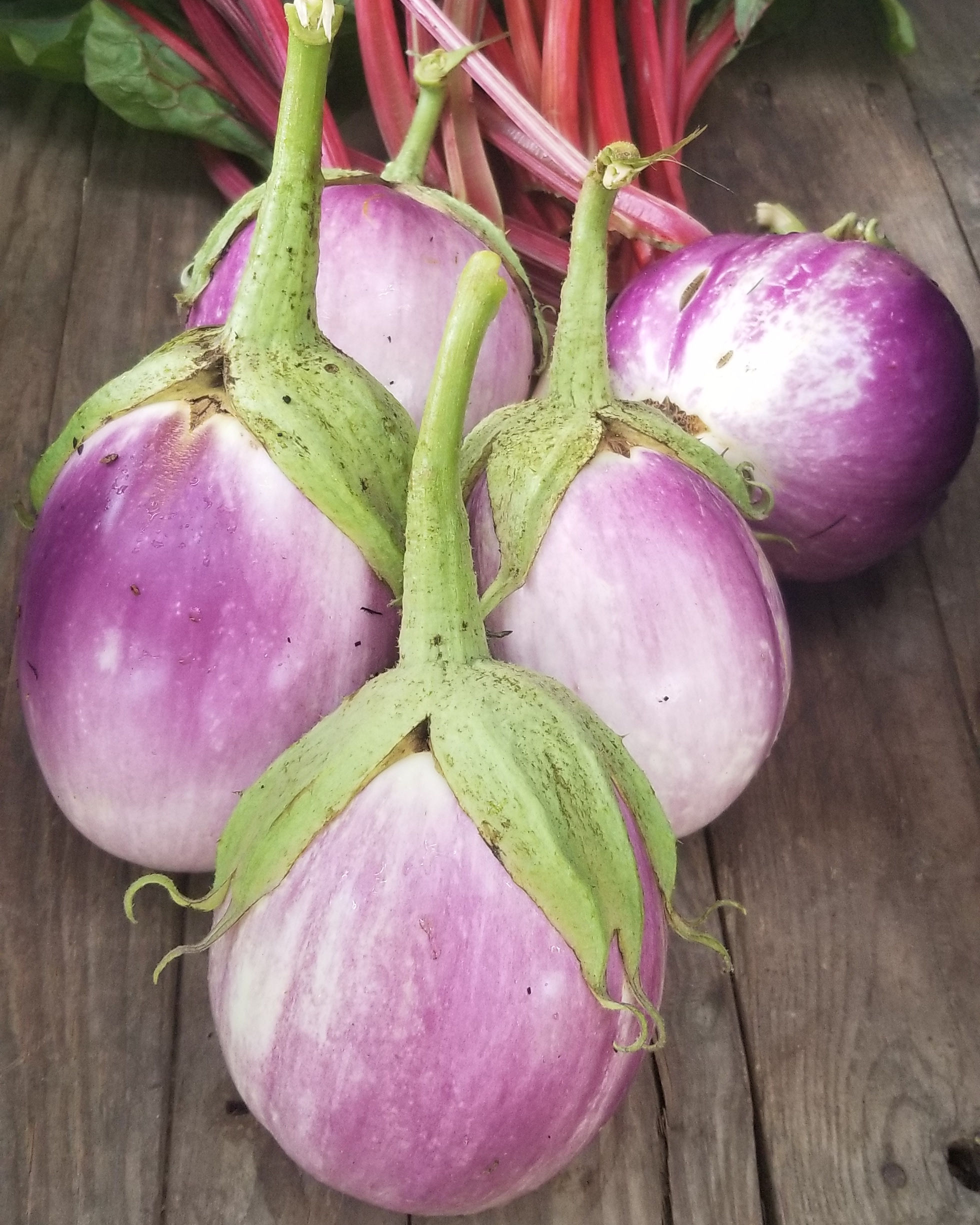 Eggplant - Rosa Bianca