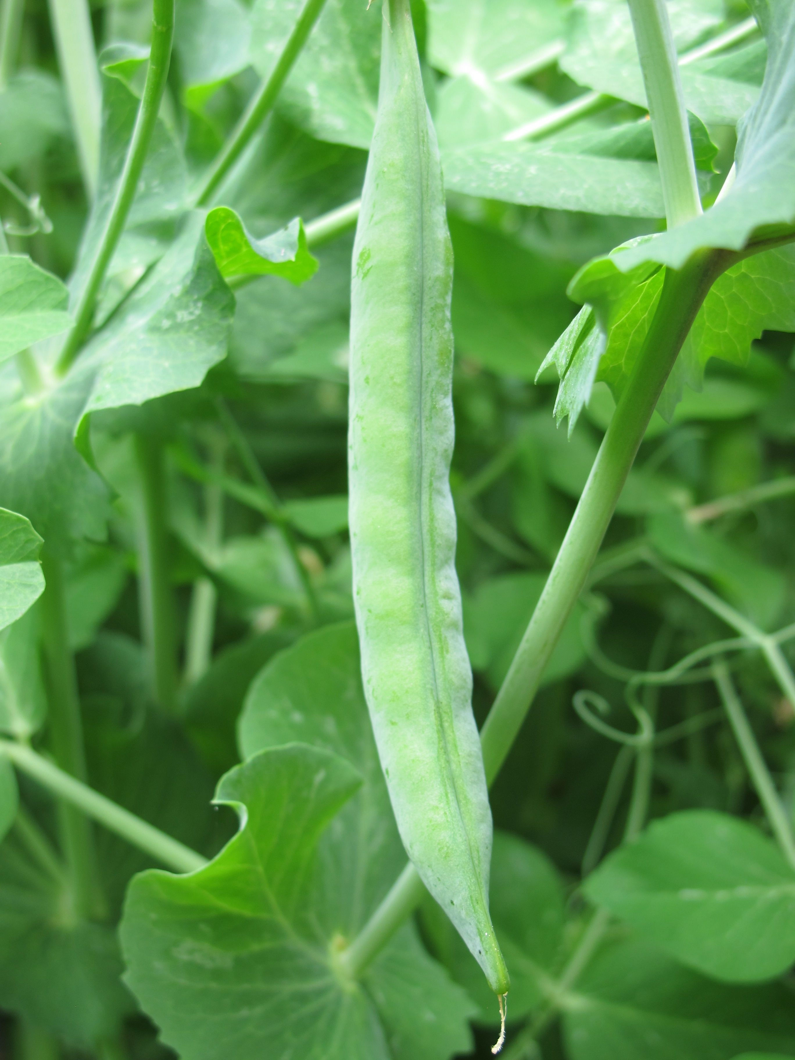 Peas - Shelling - Green Arrow