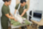 Medicos veterinarios de Anilab realizando ecografía a un perro -  Imágenes Diagnósticas
