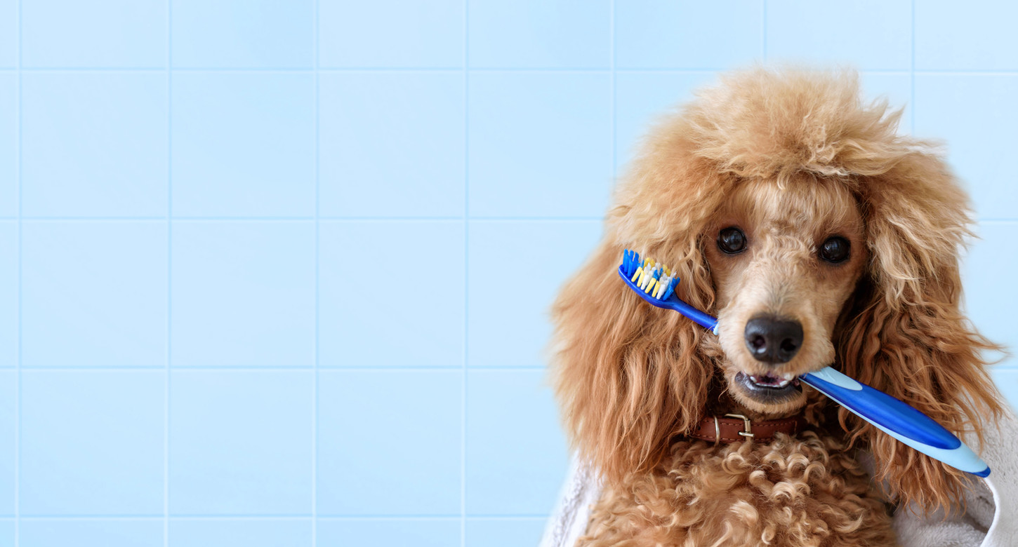 Servicio de Odontología para mascotas - Foto de perro con sepillo de dientes en la boca