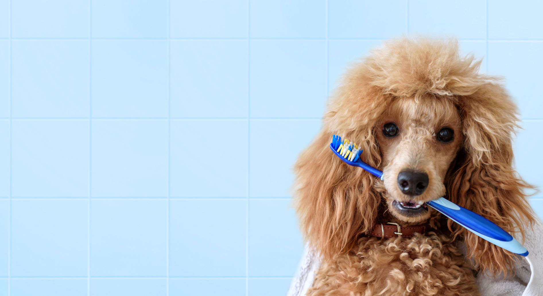 Servicio de Odontología para mascotas - Foto de perro con sepillo de dientes en la boca