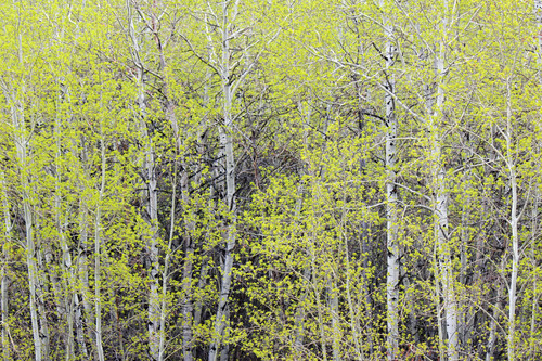 Lori Fink: Uncovering the Unconventional - An In-depth Dive into Her Wikipedia Page