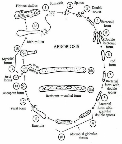 The Somatid Cycle