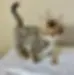 20731d_9a5deb4fb8974bcf9bd22ca1aff1f14f~mv2.webp