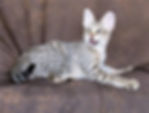 isabella-testimonial-1.jpg