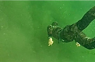 seaweed removal near me washington state bellevue washington lake washington lake sammamish home service business