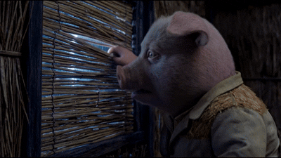 pigs gif.gif