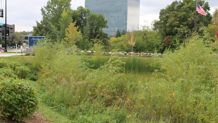 Amira Choice Bloomington Minnesota Rain Garden 