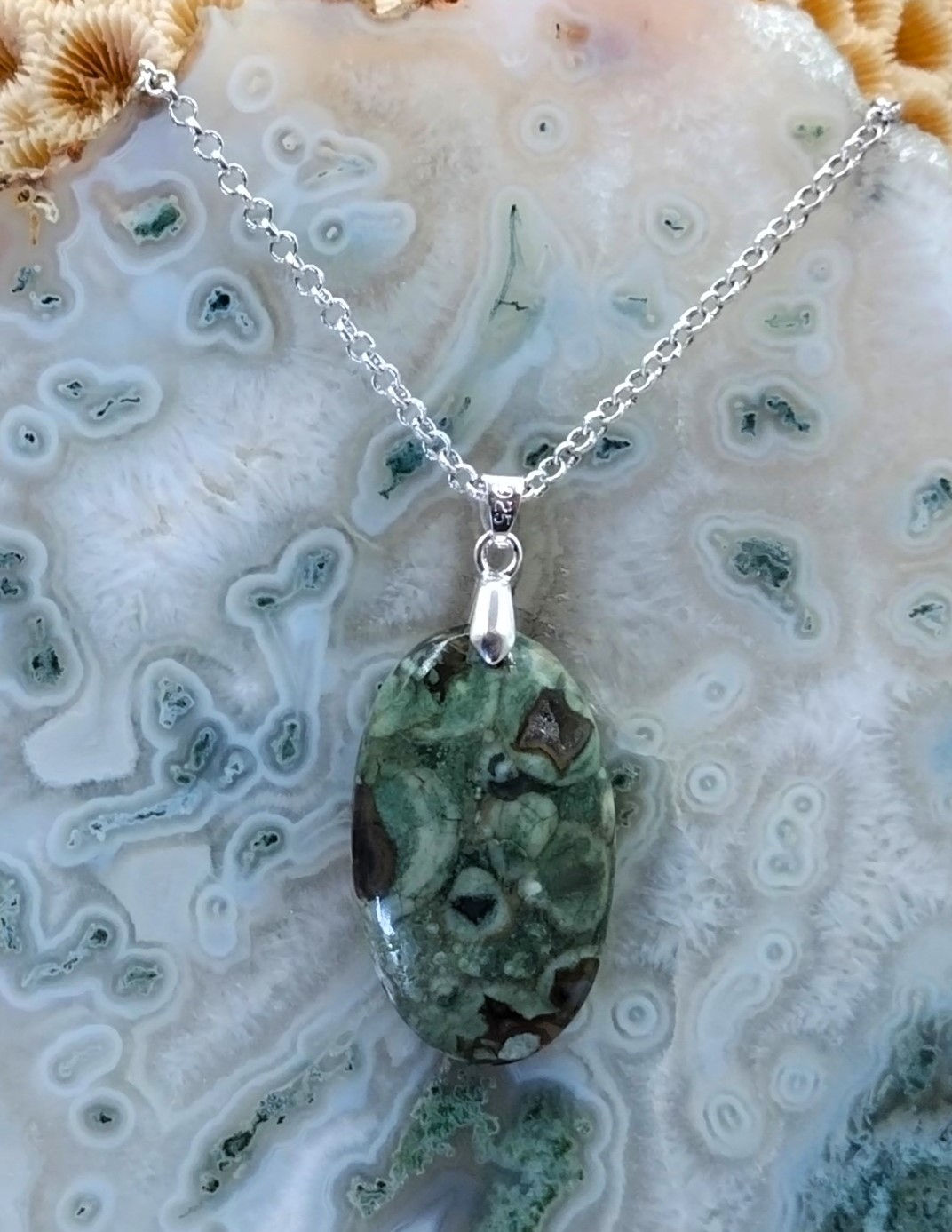 Agate Turitelle (Fossile)