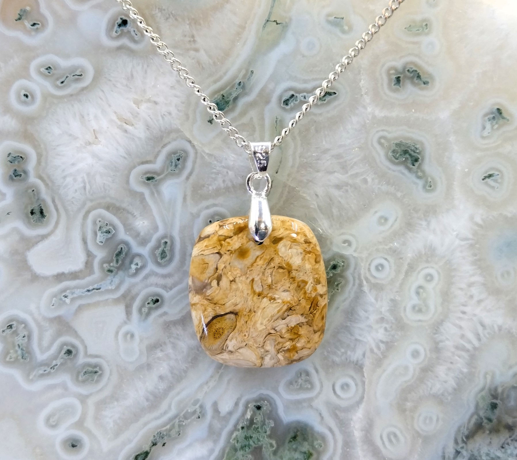 Bois pétrifié (Fossilisé)