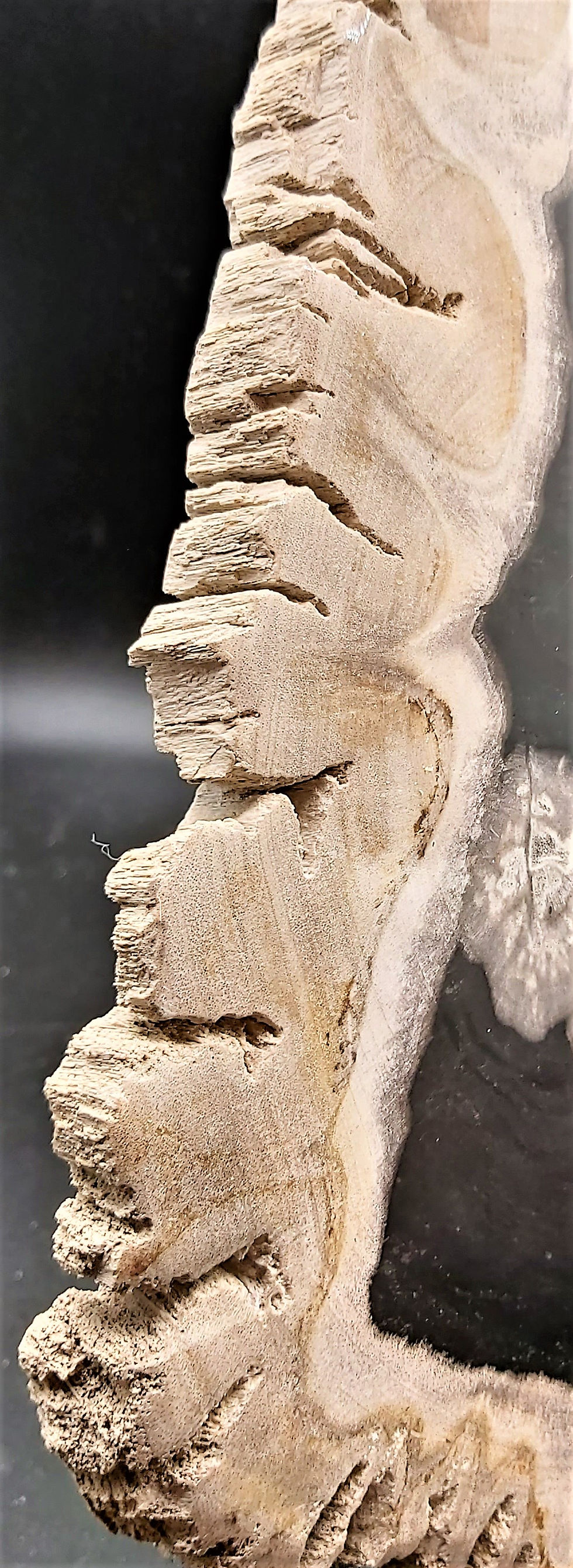 Miniature : Sublime tranche de Bois Fossile