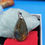 Miniature : Collier avec joli pendentif Labradorite