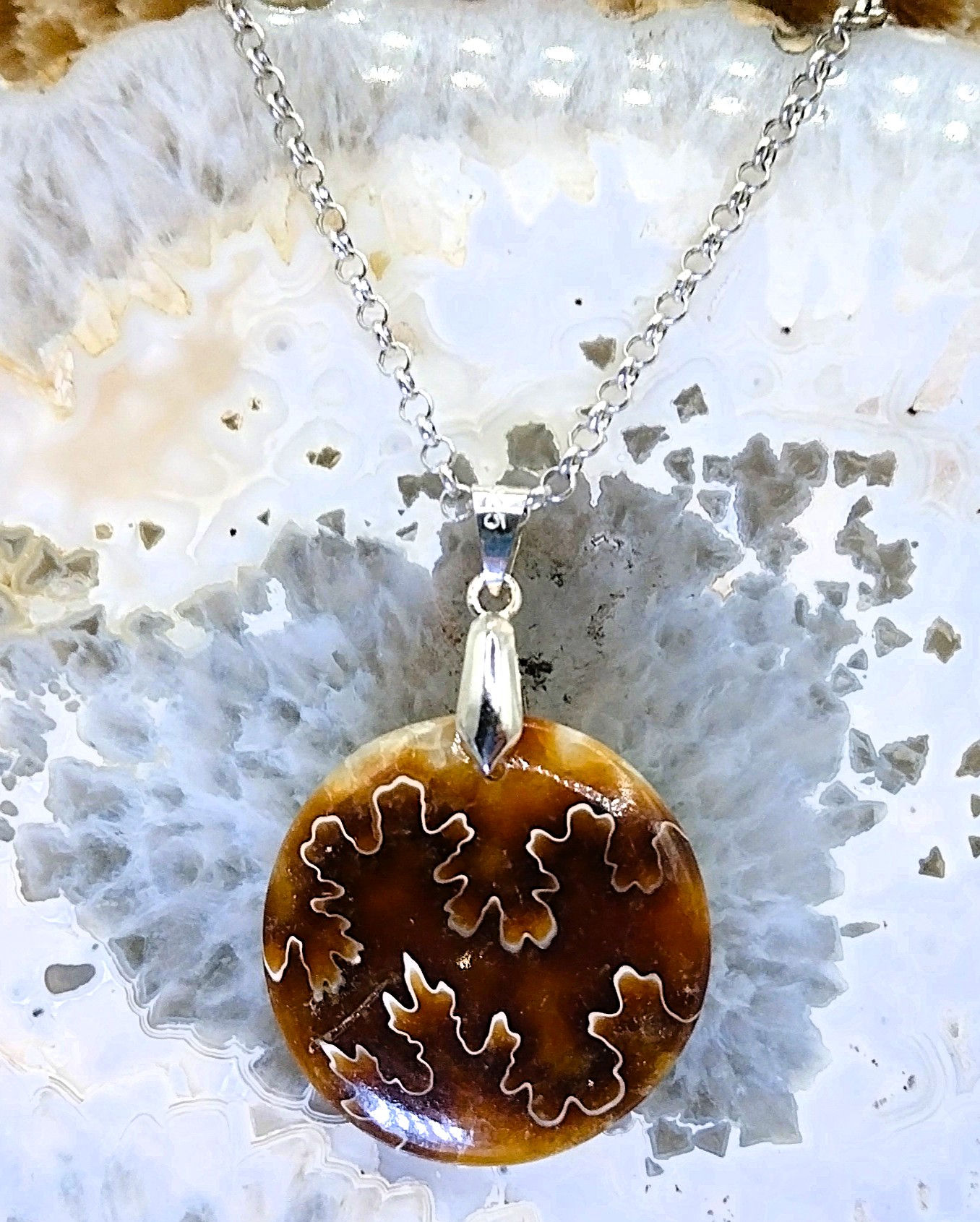 Ammonite Fossile
