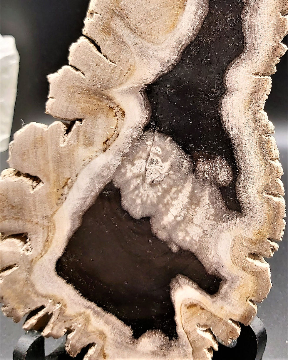 Miniature : Sublime tranche de Bois Fossile