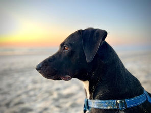 A Dog’s Guide to the Good Life In Magoebaskloof & Haenertsburg