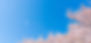 青空 桜
