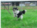小型犬