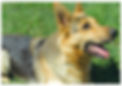 中型犬