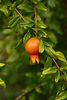 pomegranate.jpg